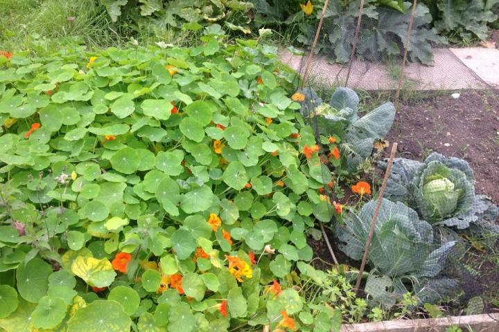 Nasturtiums planted near cabbage as companion plants